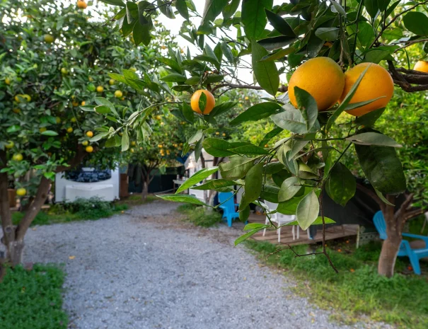 kemer-karavan-park-3